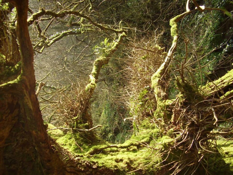 'Morris' The Shepherd'S Hut And Woodland Hot Tub Experience Carmarthen Bagian luar foto